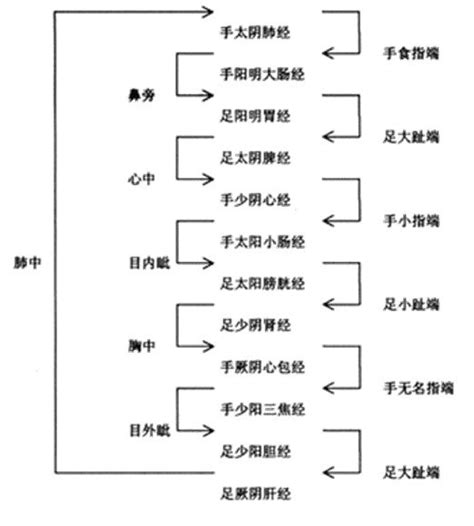 三陽三陰|十二经脉